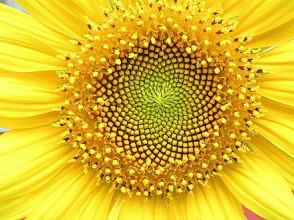 440px-Helianthus_whorl